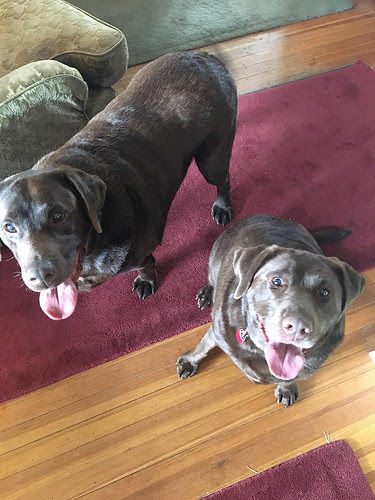 Lab Rescue - Harley.jpg